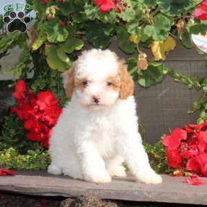 Joy, Cavapoo Puppy